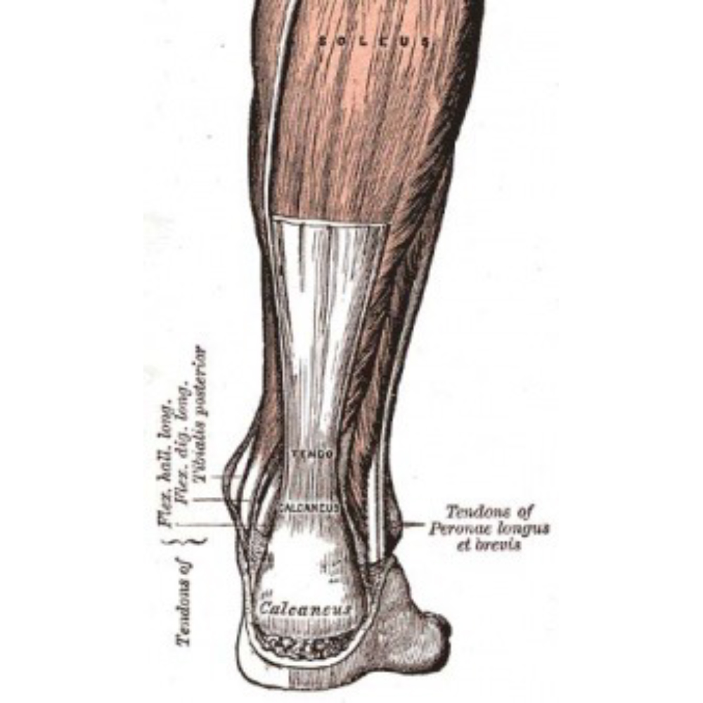 Achilles anatomy