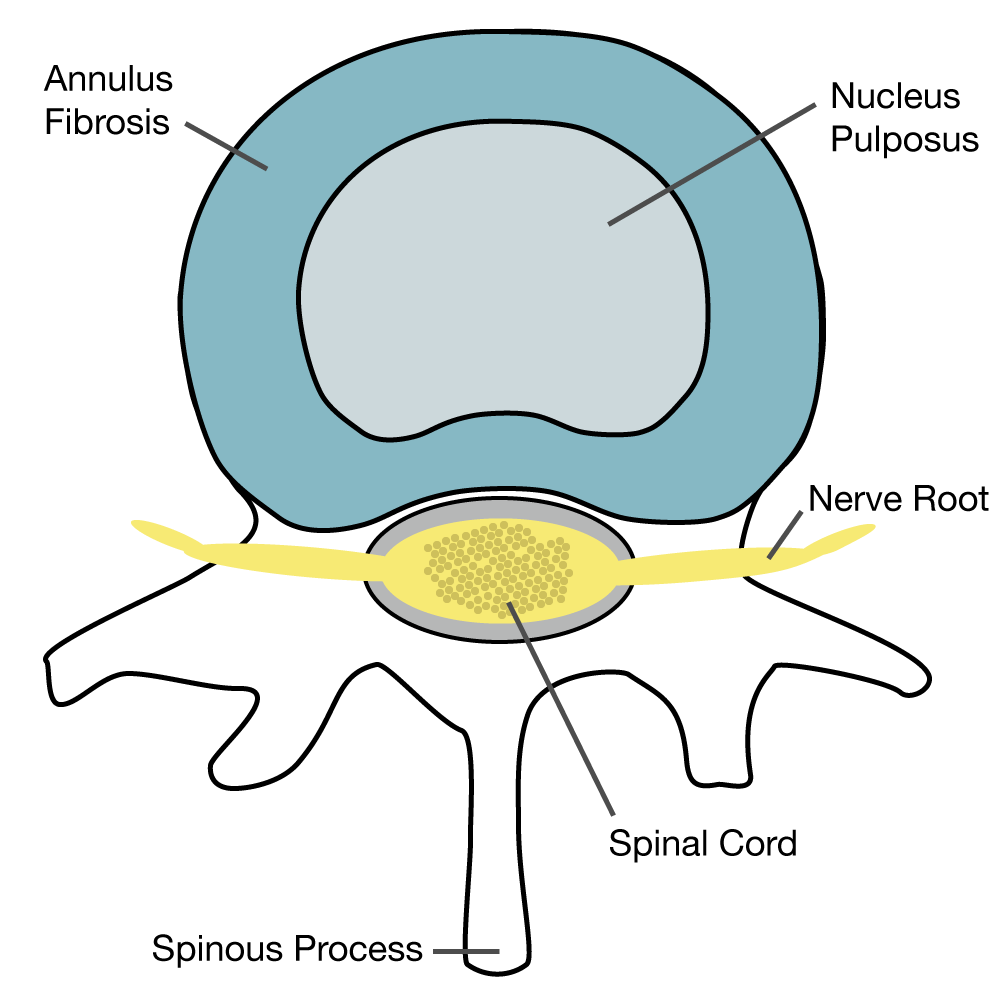 Vertebra